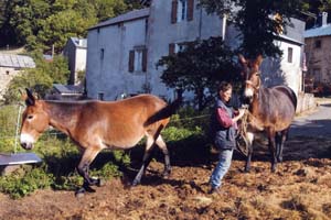 Fraisse-sur-Agout